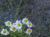 Oxeye Daisy (Leucanthemum vulgare; Chrysanthemum leucanthemum)