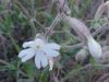 White Campion; Evening Lychnis; White Cockle (Silene latifolia, Silene Alba)