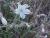 White Campion; Evening Lychnis; White Cockle (Silene latifolia, Silene Alba)