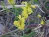 Yellow Sweet Clover (Melilotus officinalis)