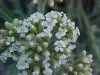 Common Yarrow (Achillea millefolium)