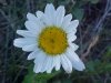 Oxeye Daisy (Leucanthemum vulgare; Chrysanthemum leucanthemum)