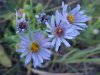 Purple Aster (Machaeranthera canescens)