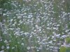 Oxeye Daisies (Leucanthemum vulgare; Chrysanthemum leucanthemum)