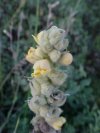 Common Mullein (Verbascum thapsus)