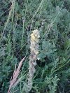 Common Mullein (Verbascum thapsus)