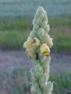 Common Mullein (Verbascum thapsus)
