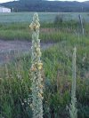 Common Mullein (Verbascum thapsus)