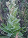 Common Mullein (Verbascum thapsus)
