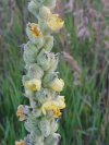 Common Mullein (Verbascum thapsus)
