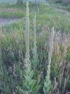 Common Mullein (Verbascum thapsus)