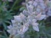 Wyeth Lupine (Lupinus wyethii S. Wats.)