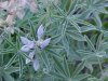 Wyeth Lupine (Lupinus wyethii S. Wats.)