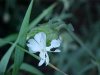 White Campion; Evening Lychnis; White Cockle (Silene latifolia, Silene Alba)