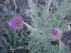 Musk Thistle (Carduus nutans)