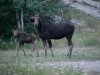 Moose and calf