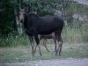 Moose and calf