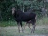 Moose and calf