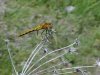 Dragonfly of Cave Falls campground, Targee National Forest, Wyoming