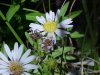 Spider and Wildflower of Cave Falls campground, Targee National Forest, Wyoming