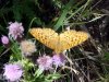 Butterfly and Wildflower of Cave Falls campground, Targee National Forest, Wyoming