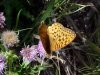 Butterfly and Wildflower of Cave Falls campground, Targee National Forest, Wyoming