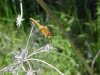 Dragonfly of Cave Falls campground, Targee National Forest, Wyoming