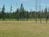 Meadows of Targee National Forest