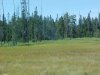 Meadows of Targee National Forest