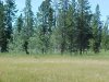 Meadows of Targee National Forest