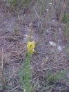 Butter and Eggs; Toadflax
