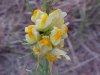 Butter and Eggs; Toadflax