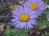 Large-Leaved Aster