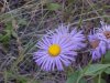 Large-Leaved Aster