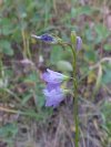 Harebell; American Bluebell (Campanula rotundifolia)