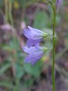 Harebell; American Bluebell (Campanula rotundifolia)