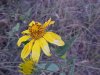 Woodland Sunflower