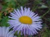 Large-Leaved Aster