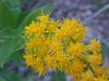 Canadian Goldenrod (Solidago canadensis)