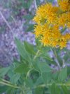 Canadian Goldenrod (Solidago canadensis)