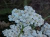 Common Yarrow (Achillea millefolium)
