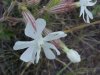 White Campion; Evening Lychnis; White Cockle (Silene latifolia, Silene Alba)