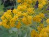 Canadian Goldenrod (Solidago canadensis)