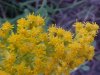 Canadian Goldenrod (Solidago canadensis)