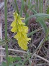 Yellow Sweet Clover (Melilotus officinalis)