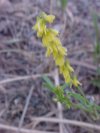 Yellow Sweet Clover (Melilotus officinalis)