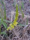 Yellow Sweet Clover (Melilotus officinalis)