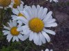 Oxeye Daisy (Leucanthemum vulgare; Chrysanthemum leucanthemum)