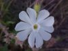 White Campion; Evening Lychnis; White Cockle (Silene latifolia, Silene Alba)