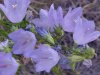 Harebell; American Bluebell (Campanula rotundifolia)